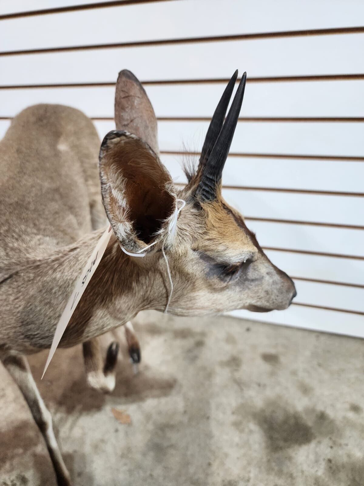 Steinbok Deer Fawn Taxidermy Mount