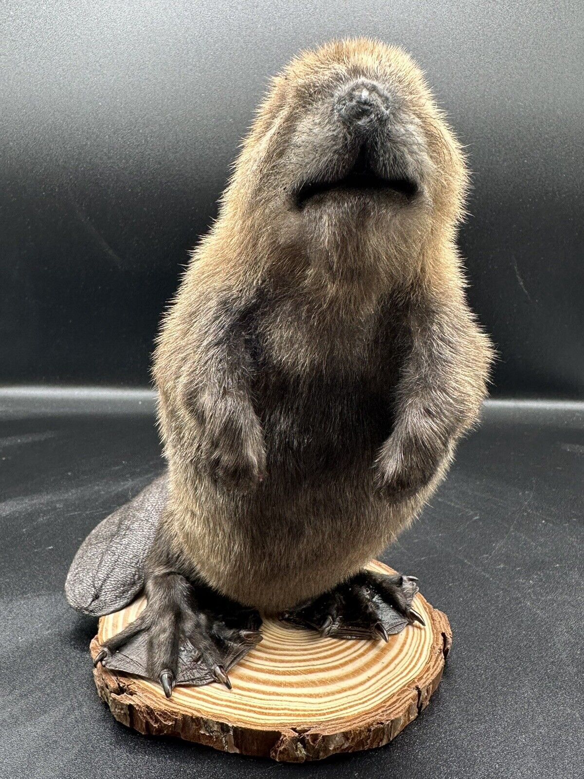 Beautiful Adorable Baby Beaver Kit Taxidermy Mount Art Wildlife 12B