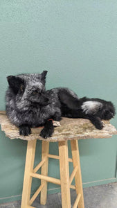 Stunning Real Cross FOX Mount Taxidermy Brand New