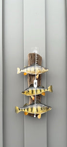 Beautiful Perch Fish Taxidermy Wall Mount Art Wildlife