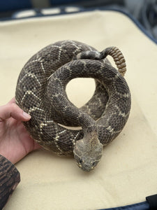 Large Real Rattle Snake Taxidermy Mount