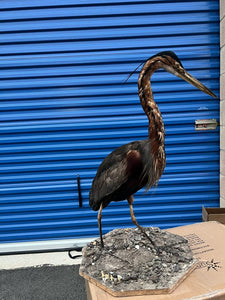 Stunning Purple Heron Bird Standing Pedestal Taxidermy Mount