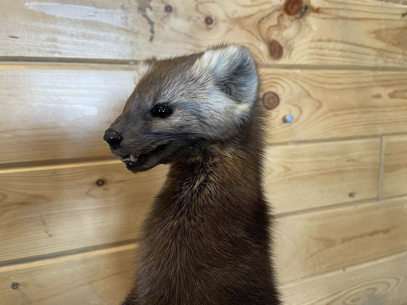 Pine Marten Alaskan Life Size Taxidermy Mount