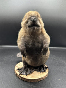 Beautiful Adorable Baby Beaver Kit Taxidermy Mount Art Wildlife 11B