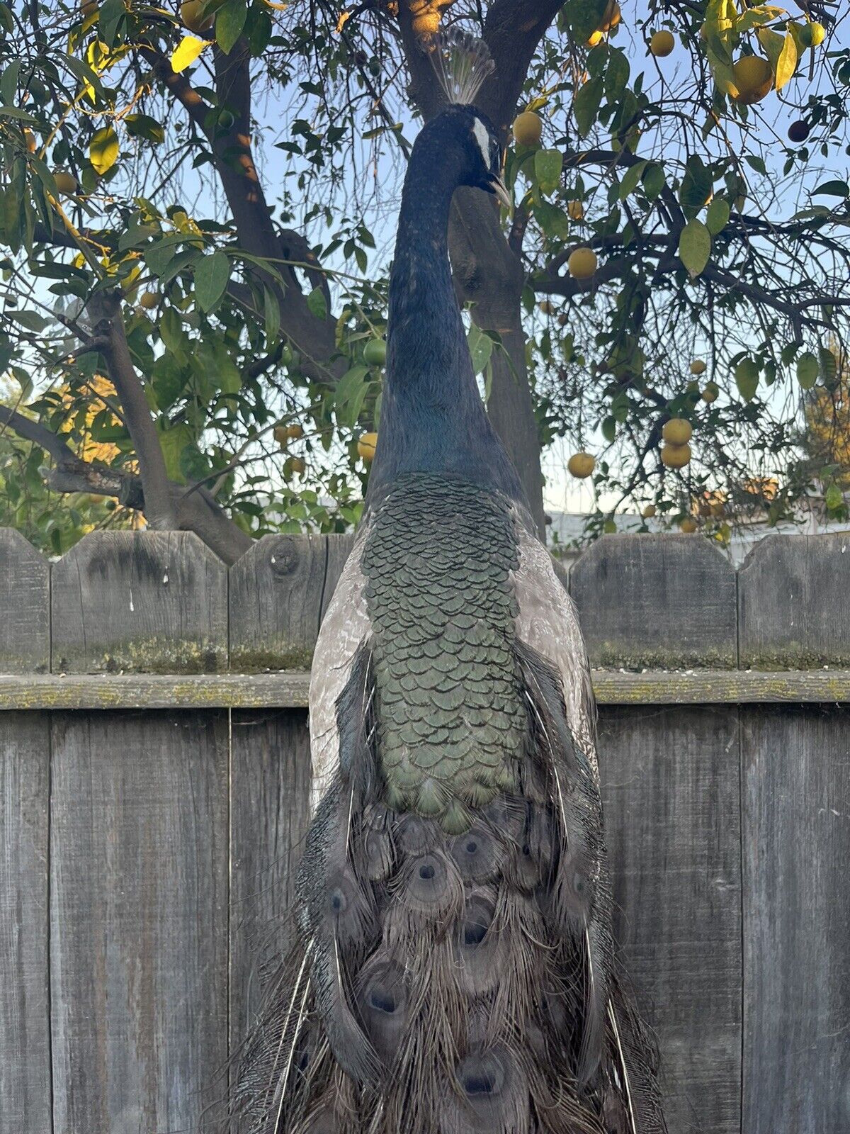 Museum quality ultra rare bronze PEACOCK Taxidermy Mount