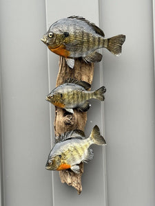 Real Skin Beautiful Sunfish Fish Taxidermy Wall Mount