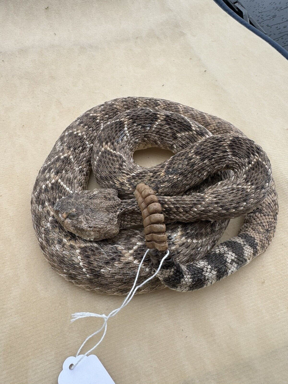 Large Real Rattle Snake Taxidermy Mount