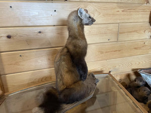 Pine Marten Alaskan Life Size Taxidermy Mount