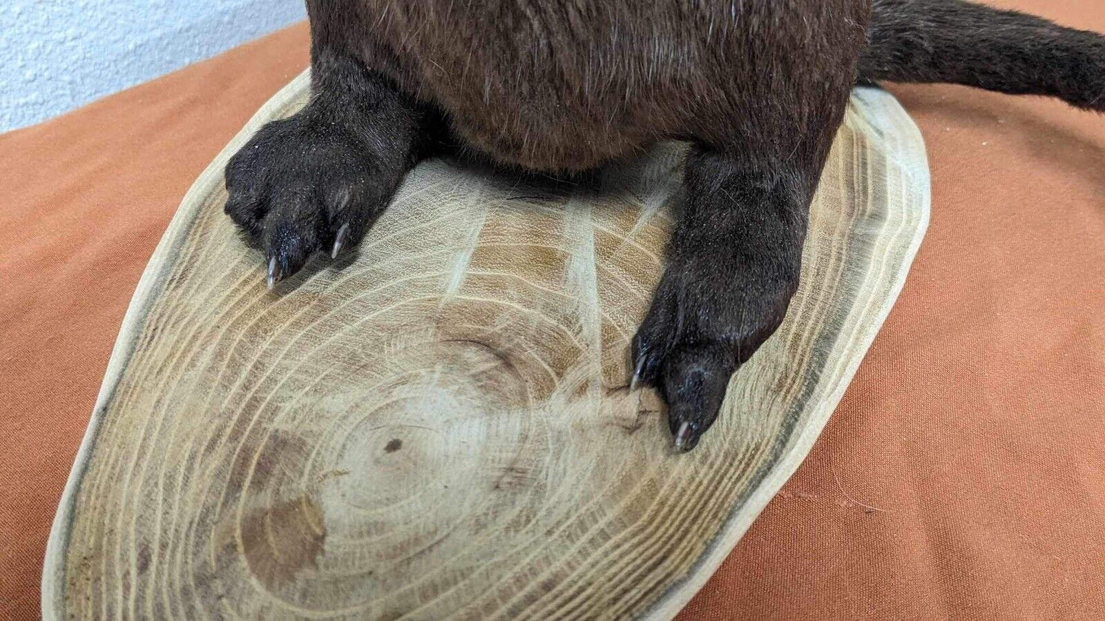 New Full Body Otter Taxidermy Mount