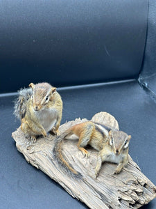 Beautiful Adorable Chipmunk Small Animal Taxidermy Mount Art Wildlife