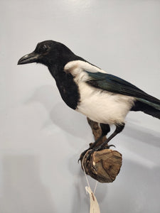 Beautiful Eurasian Magpie (Pica pica) Bird Taxidermy Mount