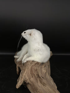 Beautiful Adorable Weasel Ermine Small Animal Taxidermy Mount Art Wildlife 15W