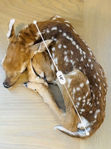 Museum Quality Real Deer Fawn Taxidermy Mount