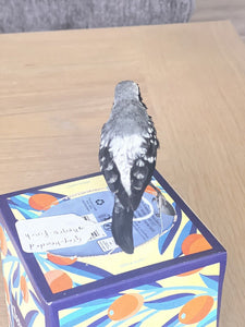 grey-headed nigrita (Nigrita canicapillus) Bird Taxidermy Mount