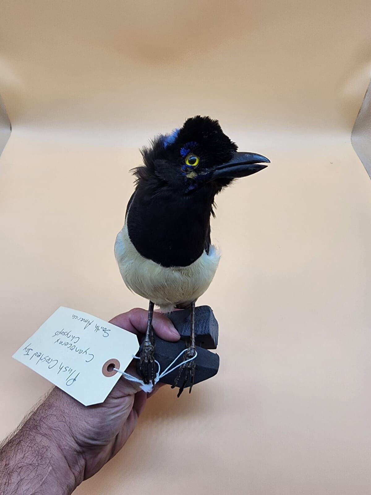 Plush crested jay Bird Mount Taxidermy