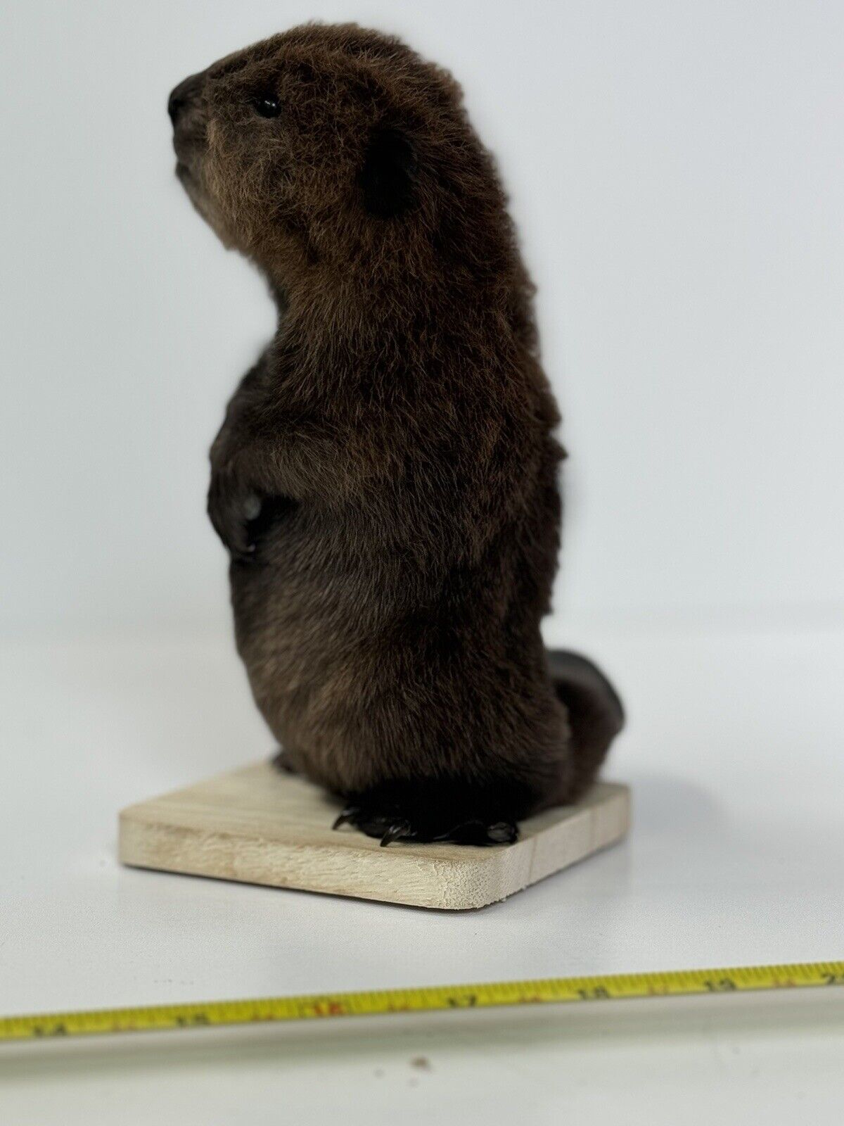 Beautiful Adorable Baby Beaver Kit Taxidermy Mount Art Wildlife #6