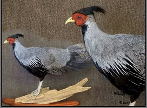 Pheasant Taxidermy Mount Bird Gamebird Feathers Exotic by Wildlife-Artist