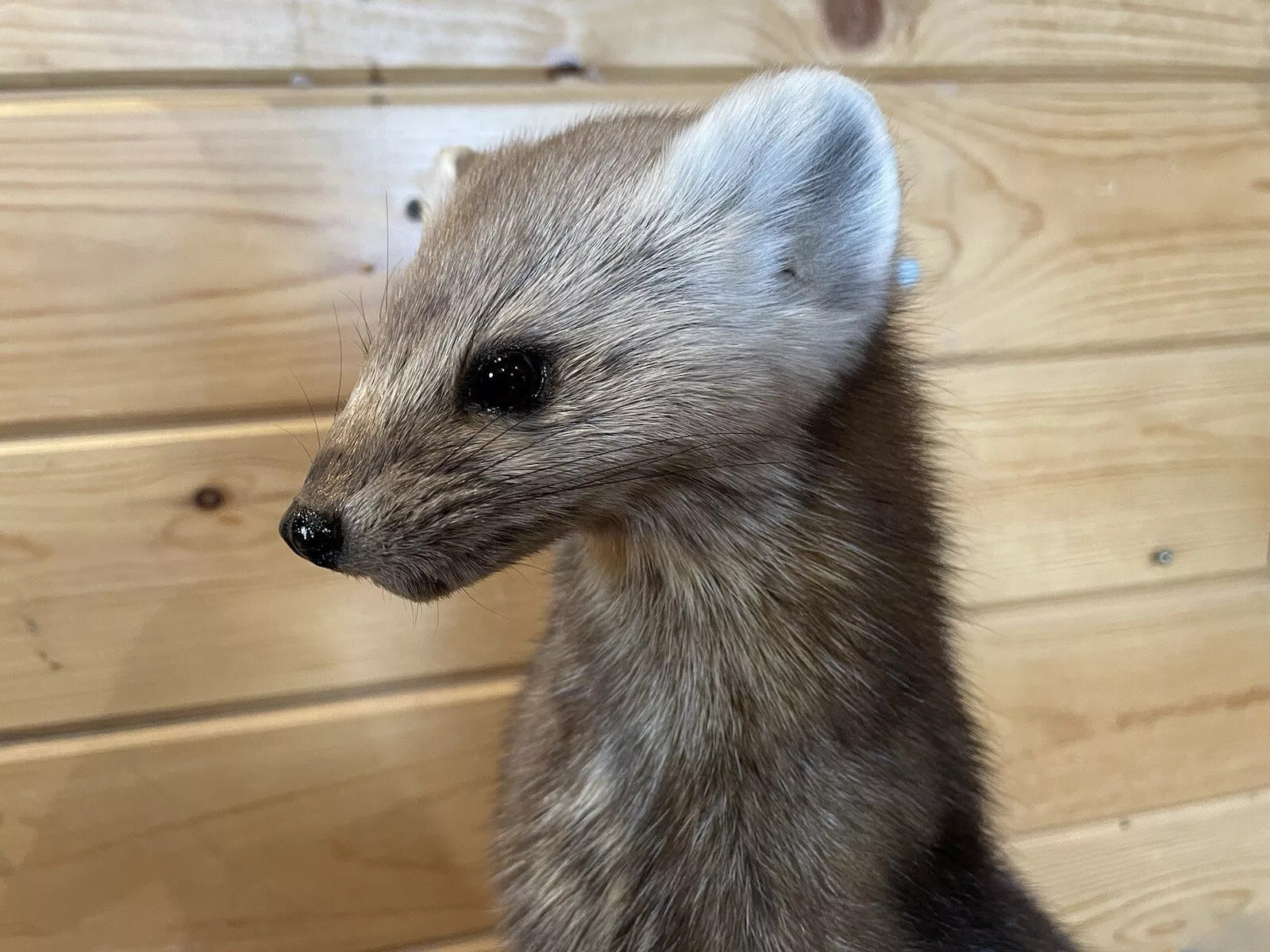 Pine Marten Alaskan Life Size Taxidermy Mount