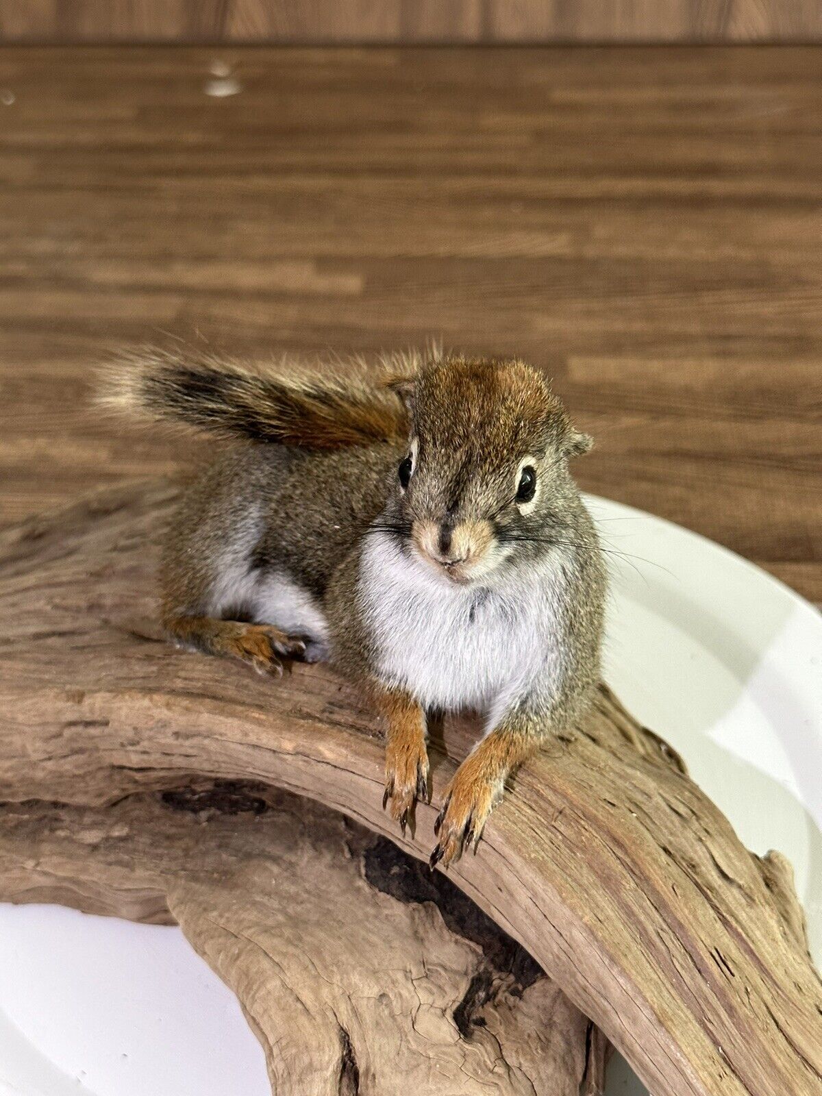 Beautiful Adorable Red Squirrel Small Animal Taxidermy Mount Art Wildlife 19S