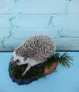 Large Hedgehog Taxidermy Mount