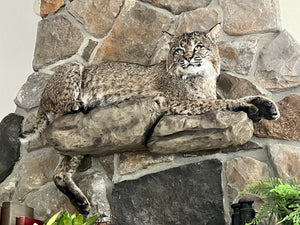 Bobcat Taxidermy Full Body Mount Cabin Camp Man Cave Home Office Den Decor NEW!