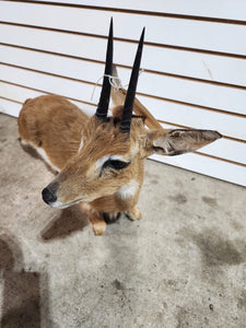 oribi, (Ourebia ourebi) Deer Fawn Taxidermy Mount