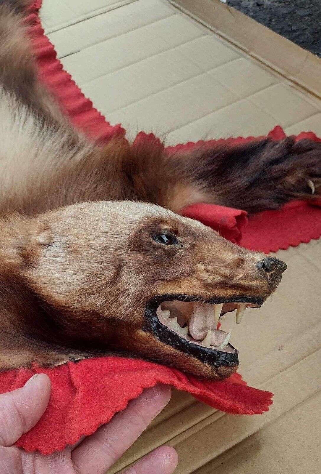 massive Alaskan Wolverine Prime Fur Rug Taxidermy Mount For Sale Oddity