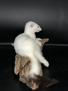 Beautiful Adorable Weasel Ermine Small Animal Taxidermy Mount Art Wildlife 21W