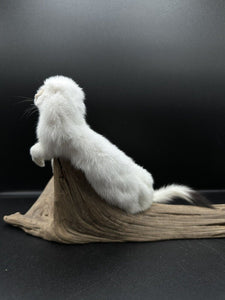 Beautiful Adorable Weasel Ermine Small Animal Taxidermy Mount Art Wildlife 11W