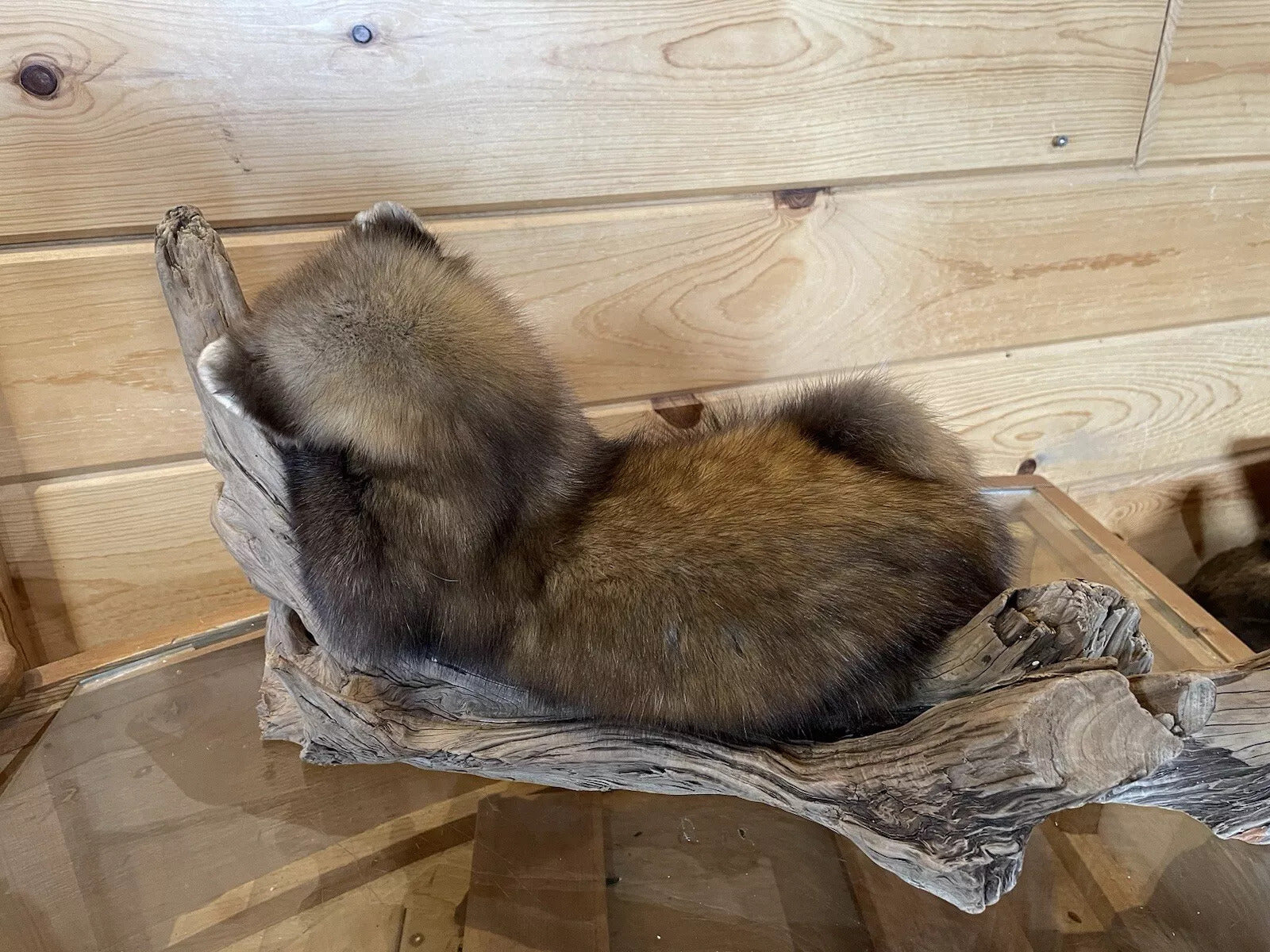 Pine Marten Alaskan Life Size Taxidermy Mount