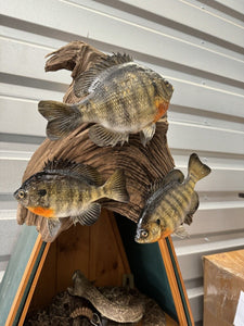 Real Skin Beautiful Sunfish Fish Taxidermy Wall Mount