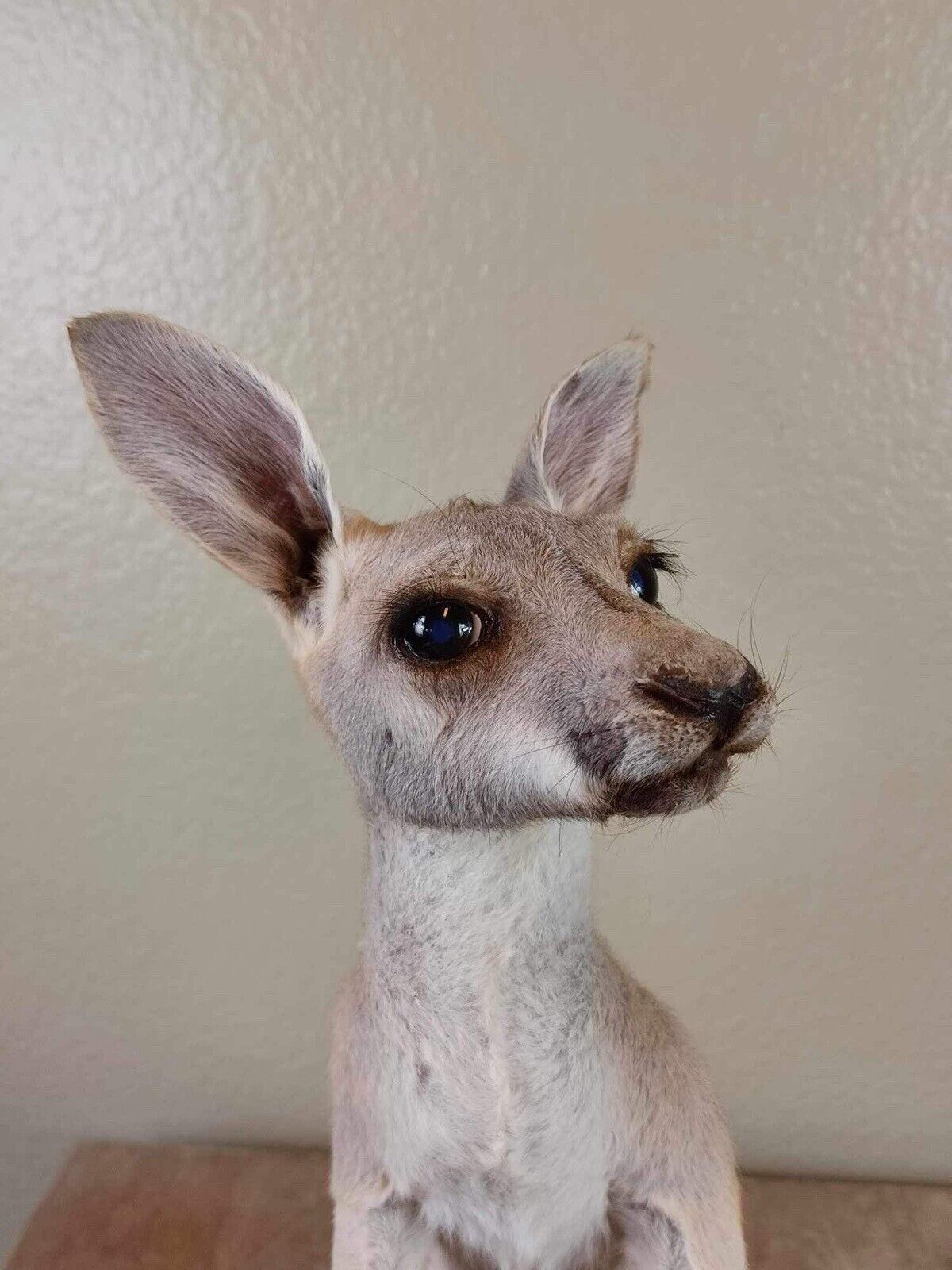 Baby Kangaroo Taxidermy Mount