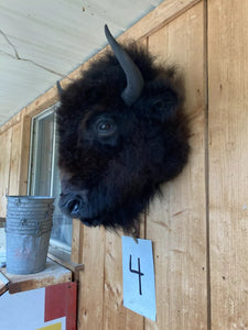 Real Buffalo / Bison Head Taxidermy Mount New Neck Mount (you Get One Pictured)