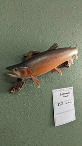 Beautiful Real Skin 21.5” Cutthroat Trout Taxidermy Mount