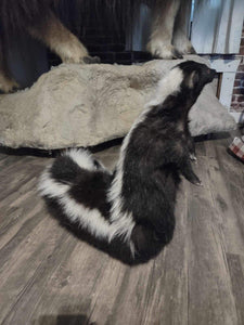 Large Skunkpede Taxidermy Mount