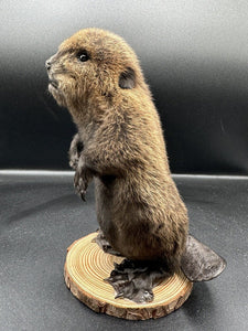 Beautiful Adorable Baby Beaver Kit Taxidermy Mount Art Wildlife 14B