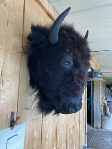 Real Buffalo / Bison Head Taxidermy Mount New Neck Mount (you Get One Pictured)