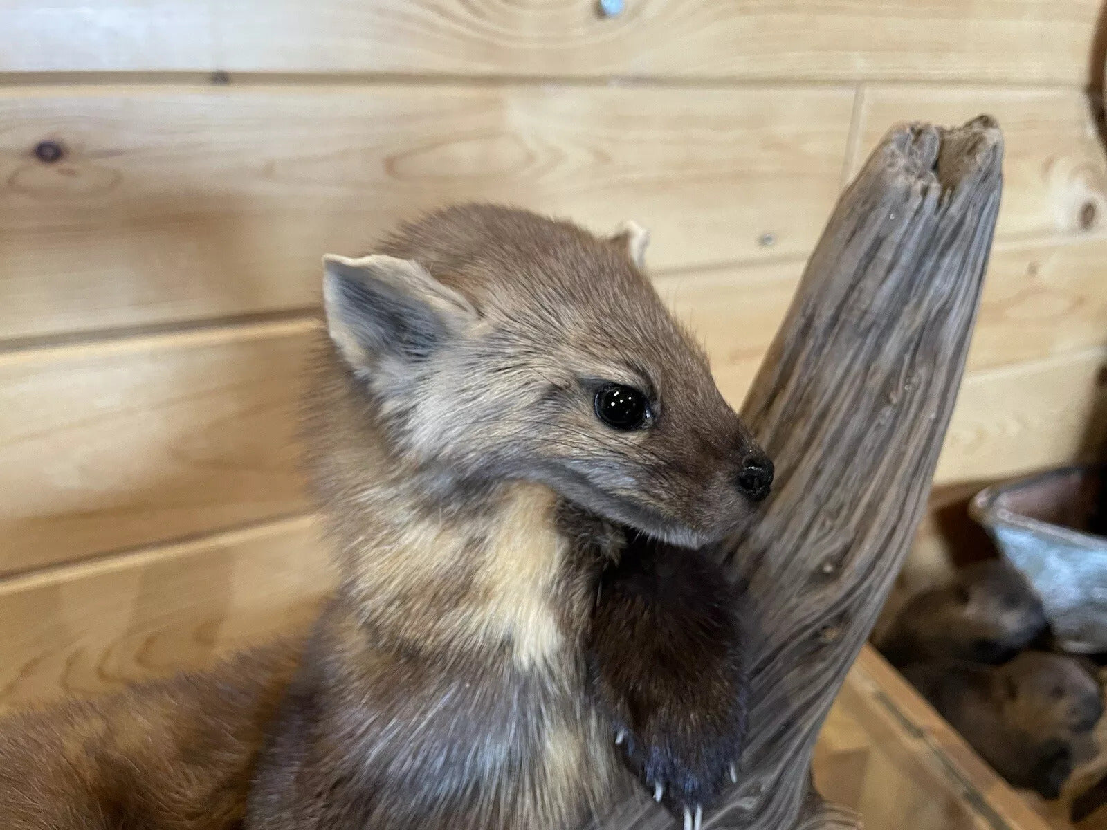 Pine Marten Alaskan Life Size Taxidermy Mount