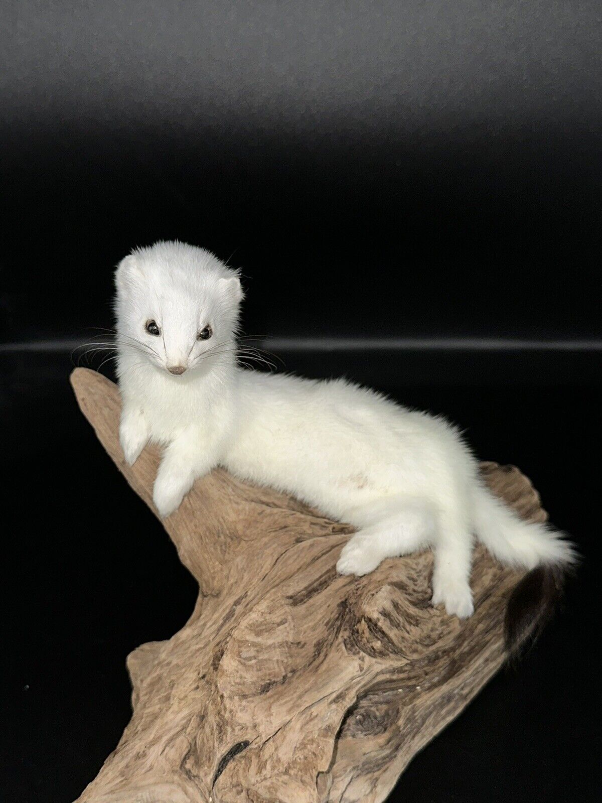 Beautiful Adorable Weasel Ermine Small Animal Taxidermy Mount Art Wildlife 20W