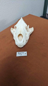 Large Hyena Complete Skull Taxidermy