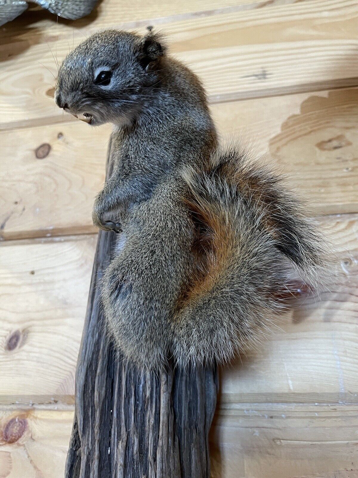 Beautiful Adorable Red Squirrel Small Animal Taxidermy Wall Mount