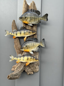 Real Skin Beautiful Sunfish Fish Taxidermy Wall Mount