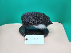 Large Hedgehog Taxidermy Mount