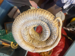 Vintage Taxidermy Cobra Snake