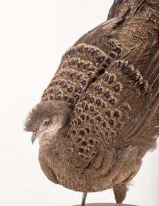 Grey Peacock-Pheasant (Polyplectron Bicalcaratum) Taxidermy Stand Mount