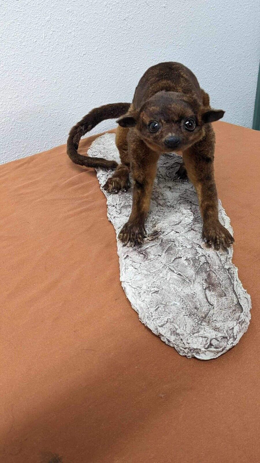 New Full Body Kinkajou Taxidermy Mount