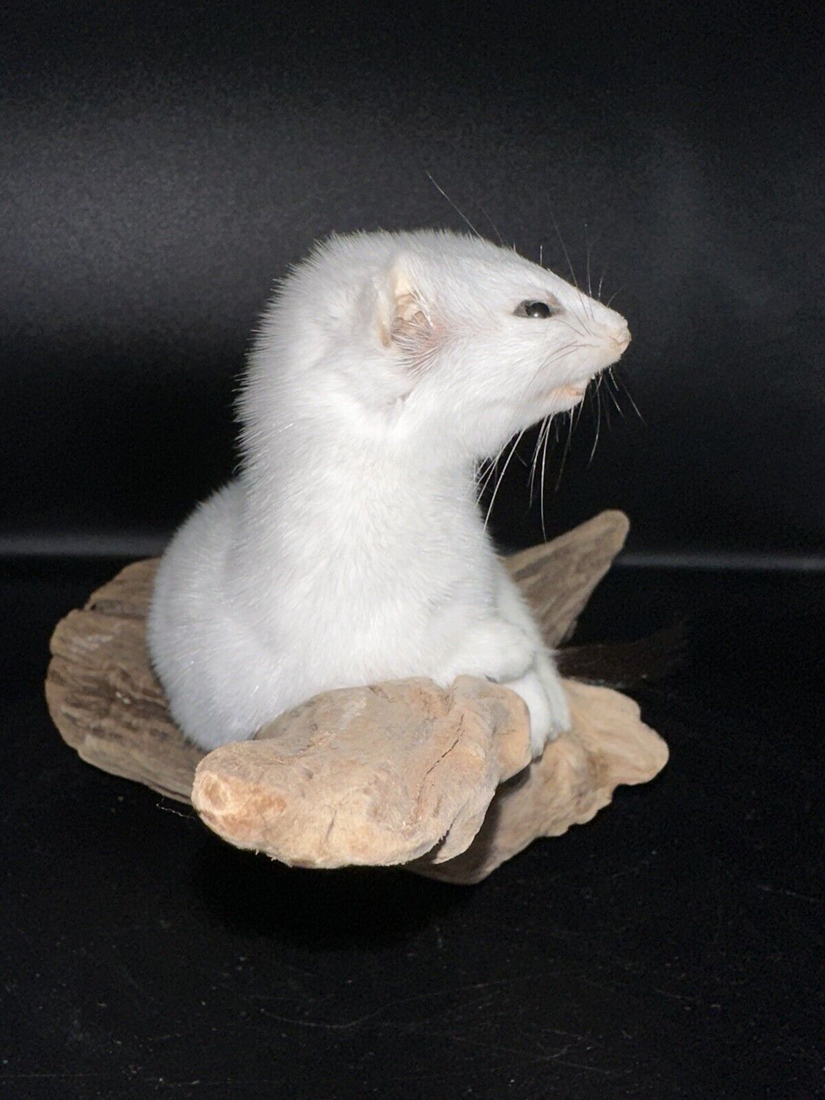 Beautiful Adorable Weasel Ermine Small Animal Taxidermy Mount Art Wildlife 22W