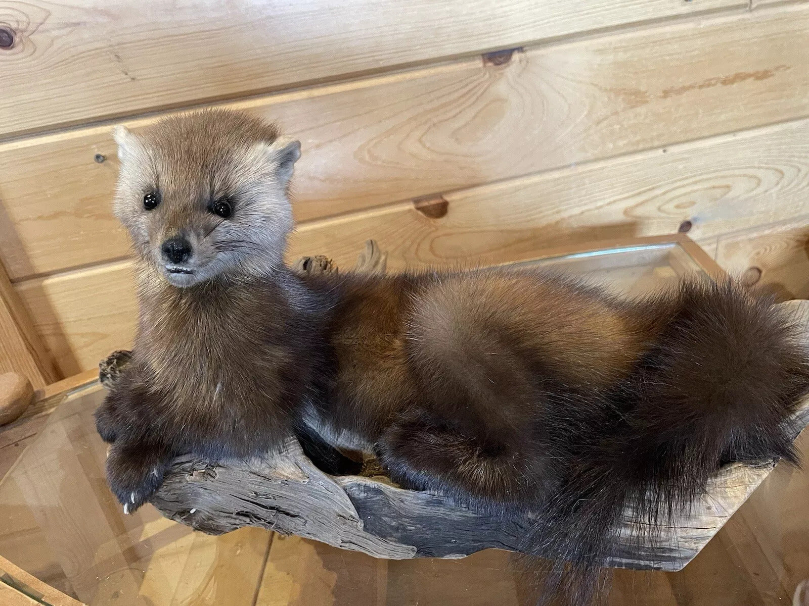 Pine Marten Alaskan Life Size Taxidermy Mount