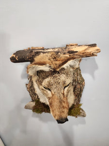 New Coyote Den Taxidermy Mount