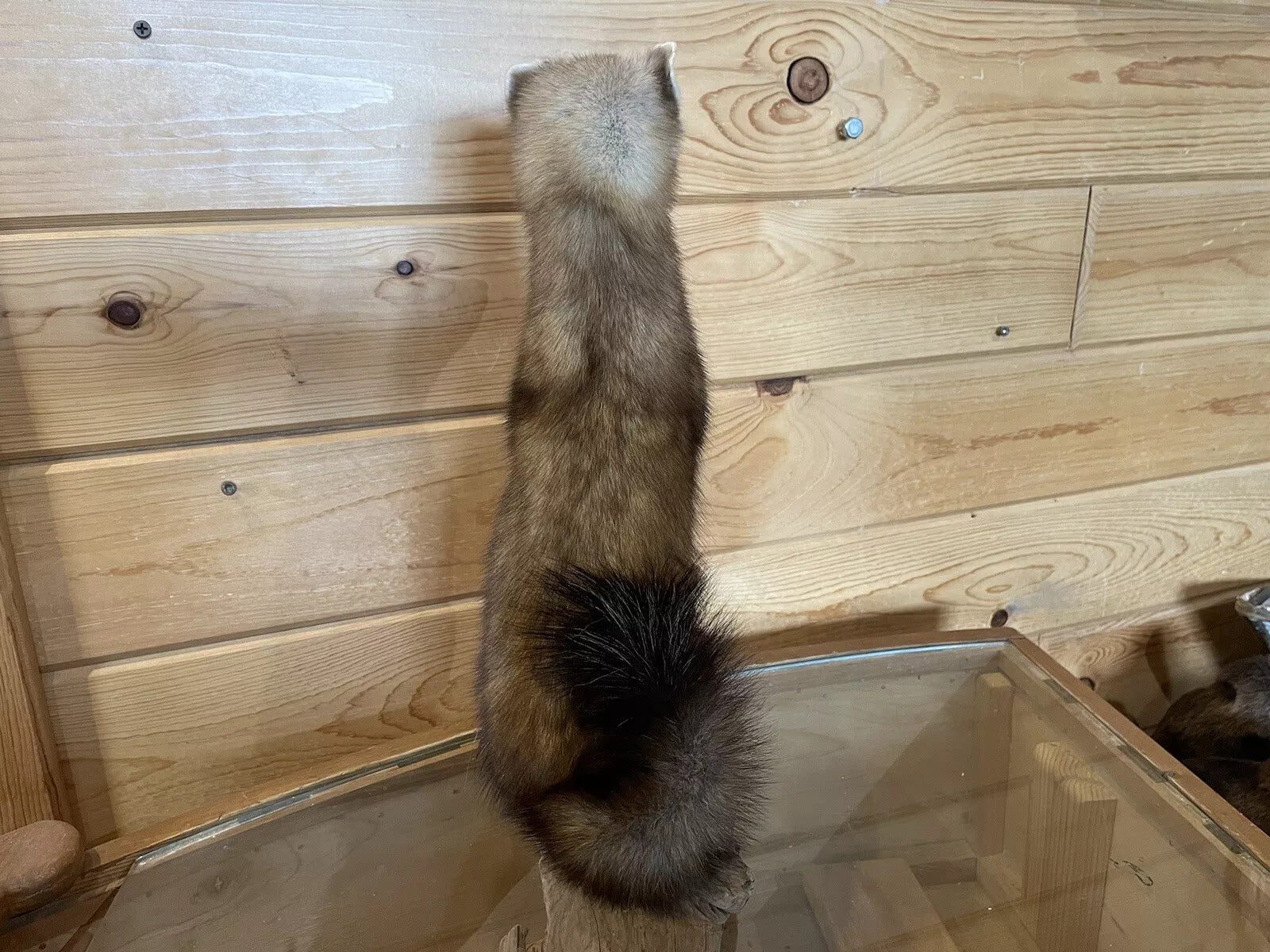 Pine Marten Alaskan Life Size Taxidermy Mount